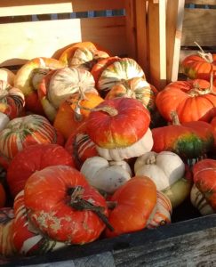 Vibrant Senior Options photo: Bright pumpkins and squash in a cart. | Mount Vernon, WA