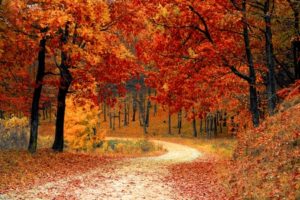 Autumn Season | Keep Walking