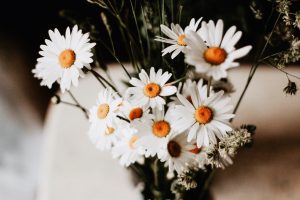 selective focus photography of white daises in vase