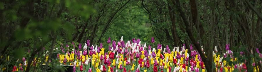 Garden Tours | Tulips in Skagit