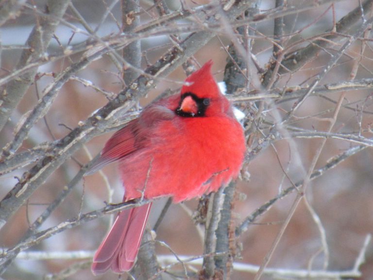 Engagement Defined: connections to the outdoors. red cardinal bird on bare tree branch during daytime